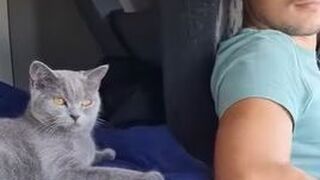 Vídeo: la gata de un camionero se hace viral
