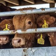 España teme una regulación dura al transporte de animales vivos