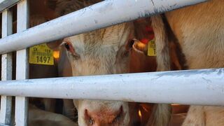 Expertos europeos apuestan por transportar carne en vez de los animales vivos