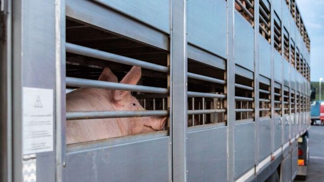 CETM Animales Vivos se revuelve contra el Reglamento europeo de transporte de animales