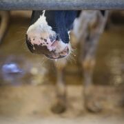 Cantabria recupera restricciones al transporte de ganado por enfermedad el 1 de junio