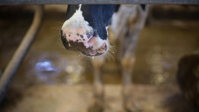 Cantabria recupera restricciones al transporte de ganado por enfermedad el 1 de junio