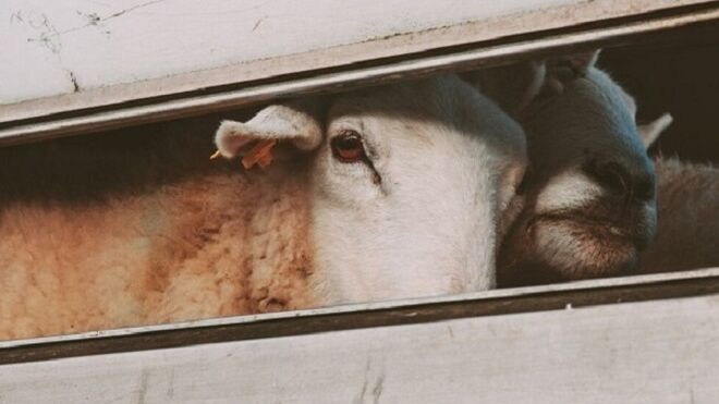 CETM Animales Vivos avisa de incidencias en las exportaciones de ganado por el Puerto de Algeciras